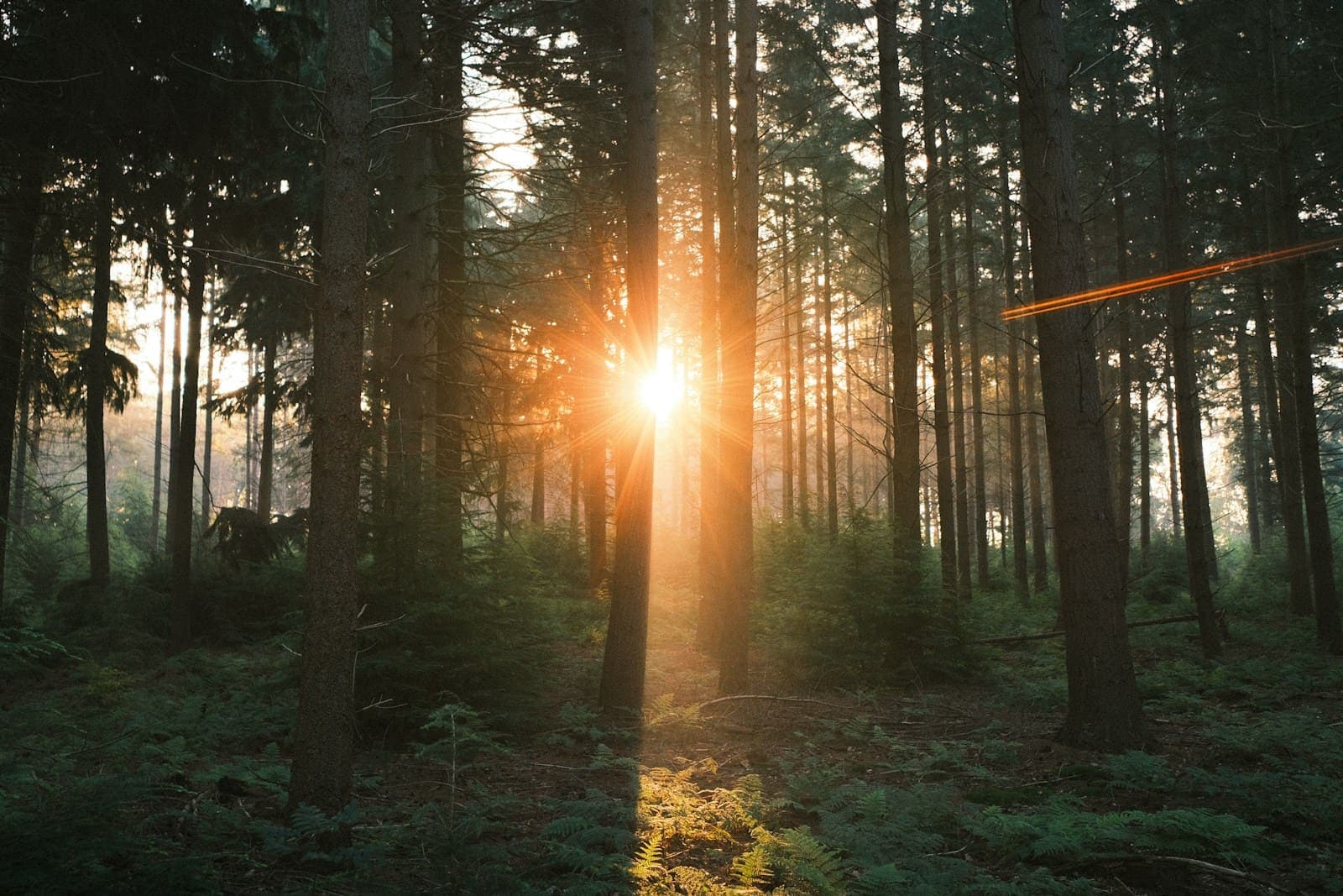 A forest ecosystem